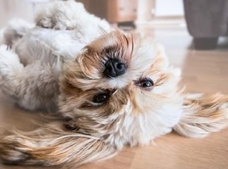 Assurance pour chien